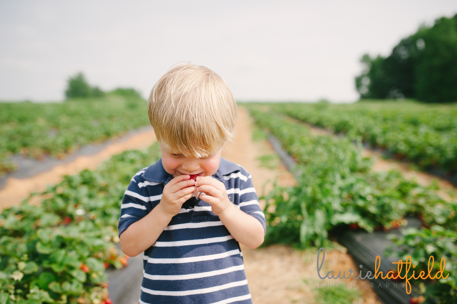 2-year-old tasting strawberry | Huntsville family photographer