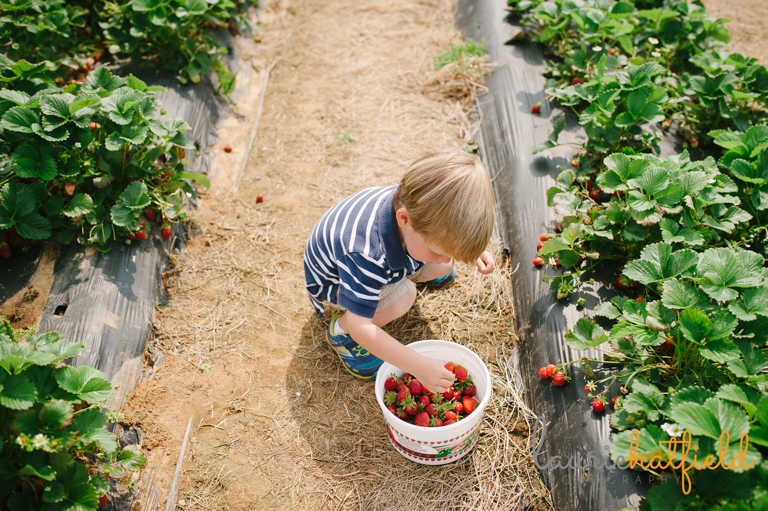 2-year-old putting strawberries in bucket | Huntsville photographer