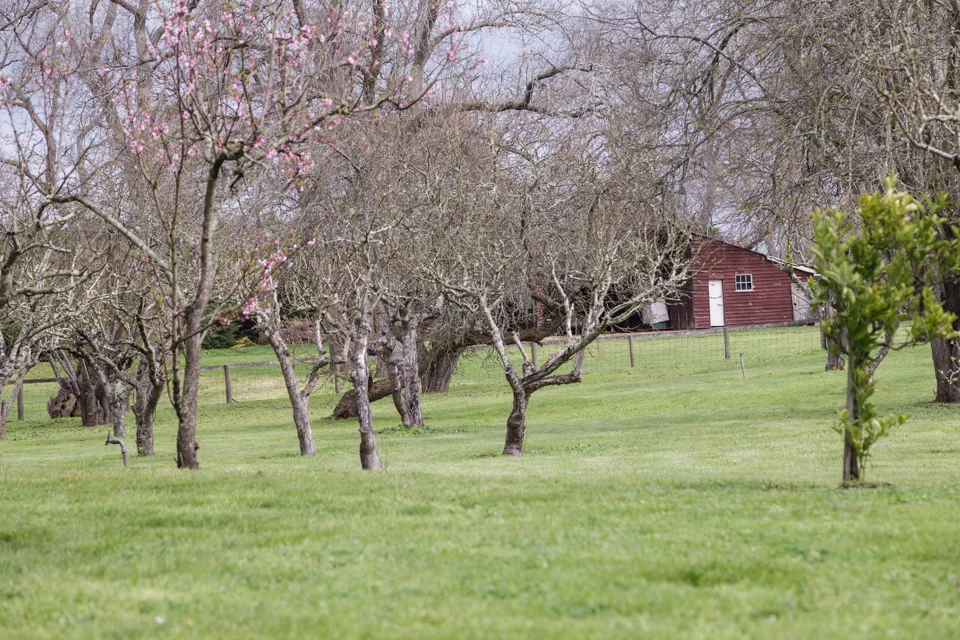RipplevaleOrchard.jpg