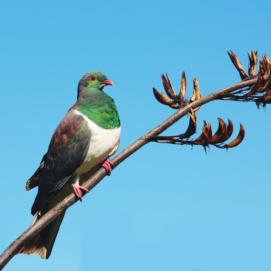 NZ-Kereru-Wood-Pigeon-product-1_900x.jpg