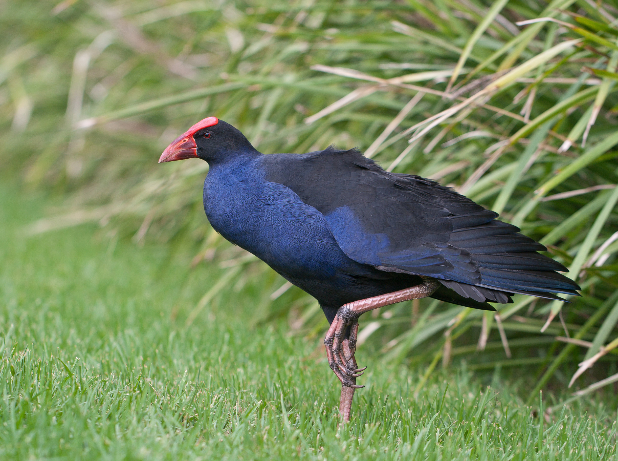 Purple_Swamp_Hen_Wollongong.jpg