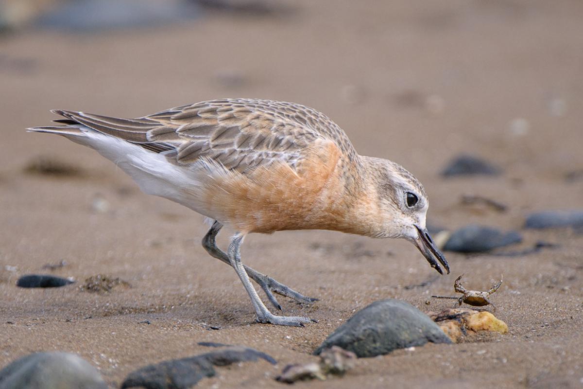 1200401NZDotterel-D300-4437-1024web.jpg