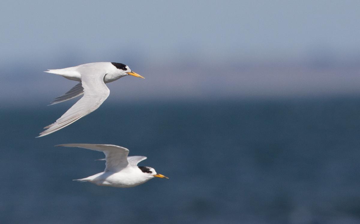 1200445Fairy tern flight-4739.jpg