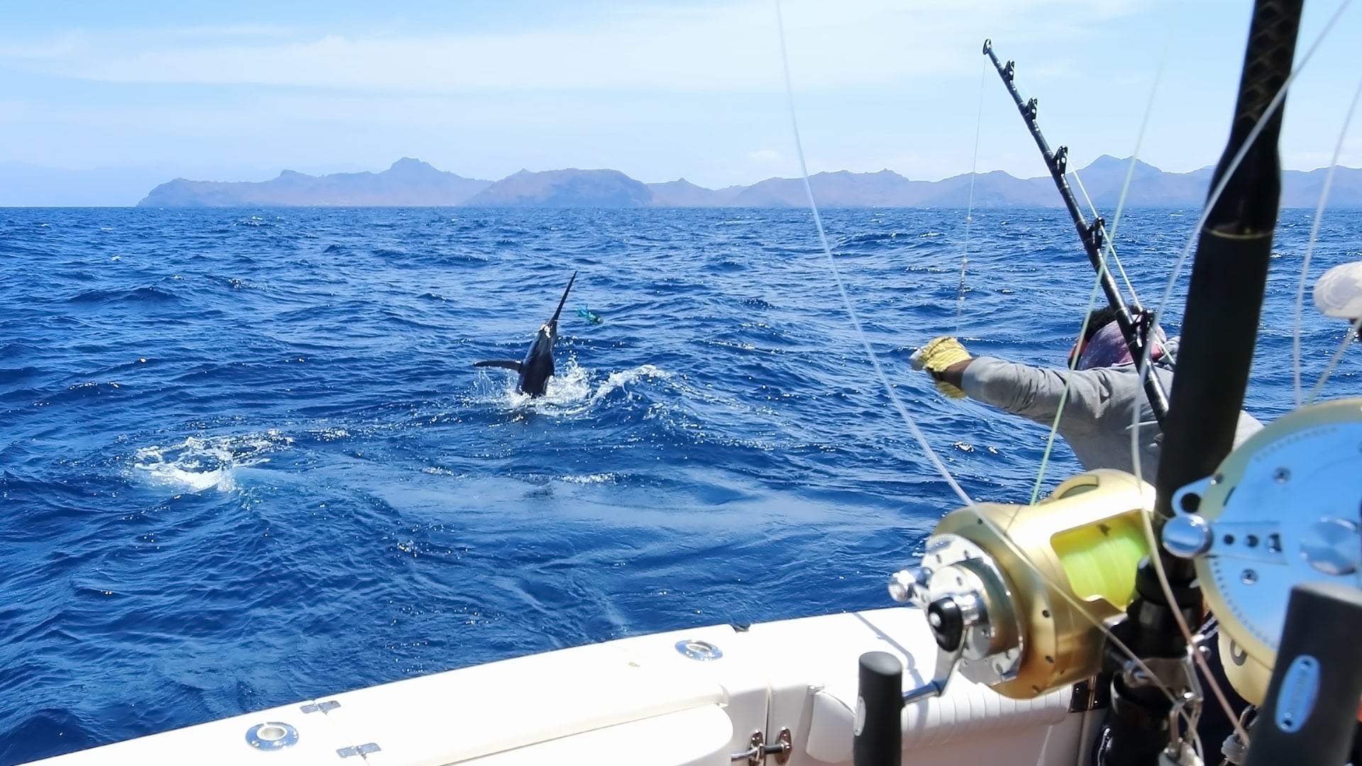 sip-bkg-sailfish-03.jpg