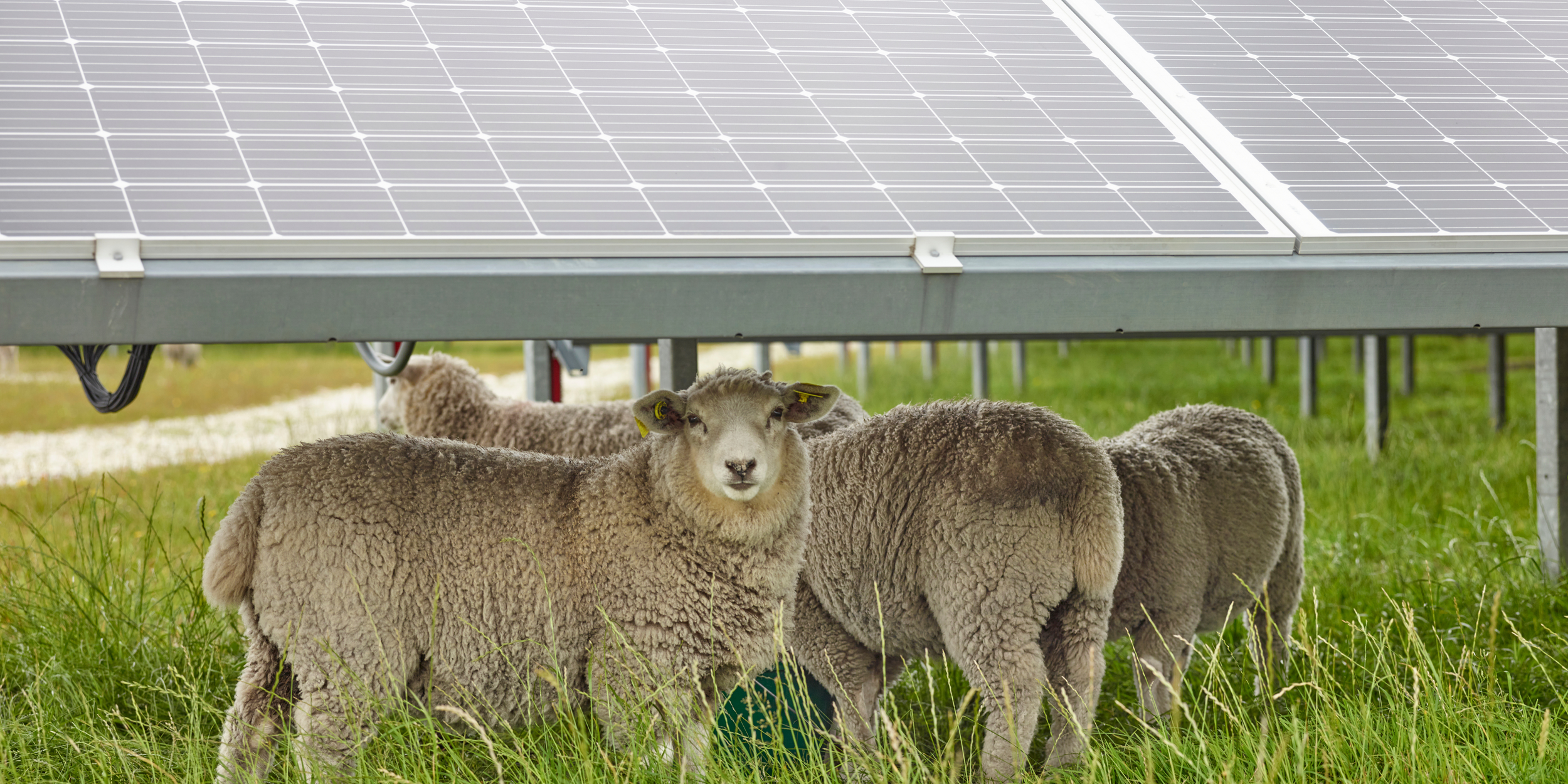 Common Ground: Maximizing Land Use with Agrivoltaics