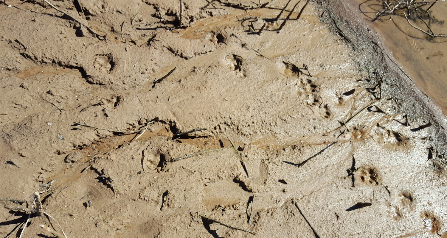 Raccoon tracks in mud