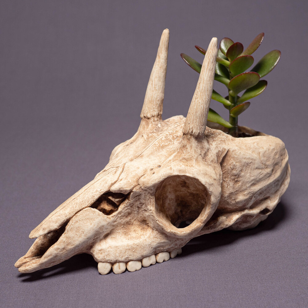 Animal Skull Planter - Handmade Replica — Modulus Props