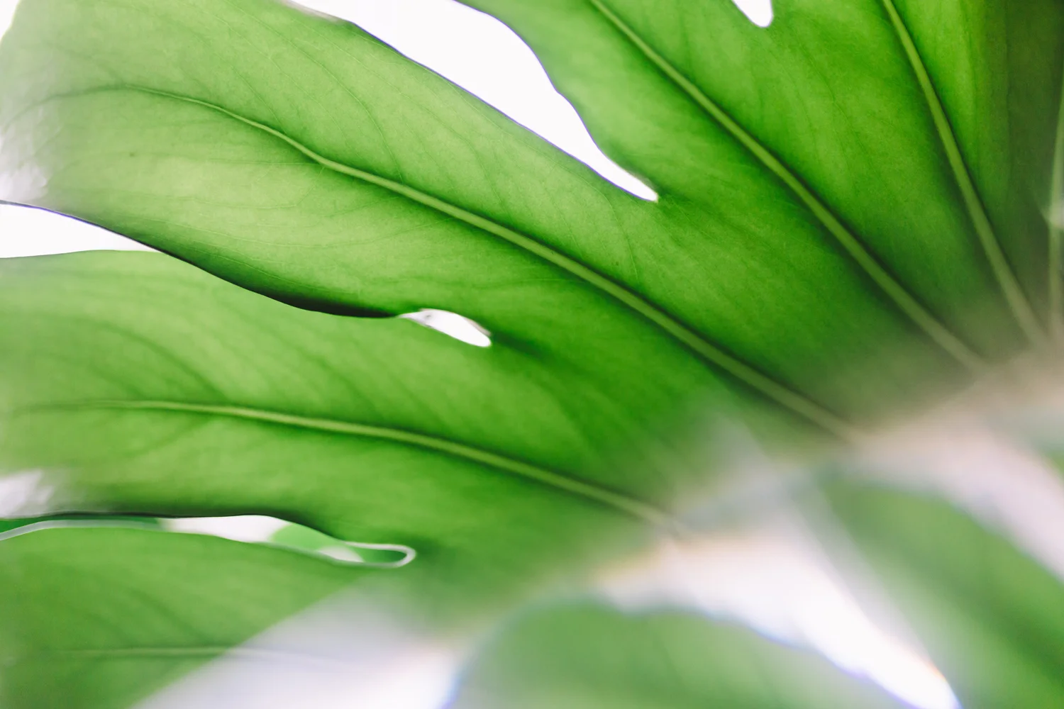raintree-homepage-about-us-greenery-.jpg
