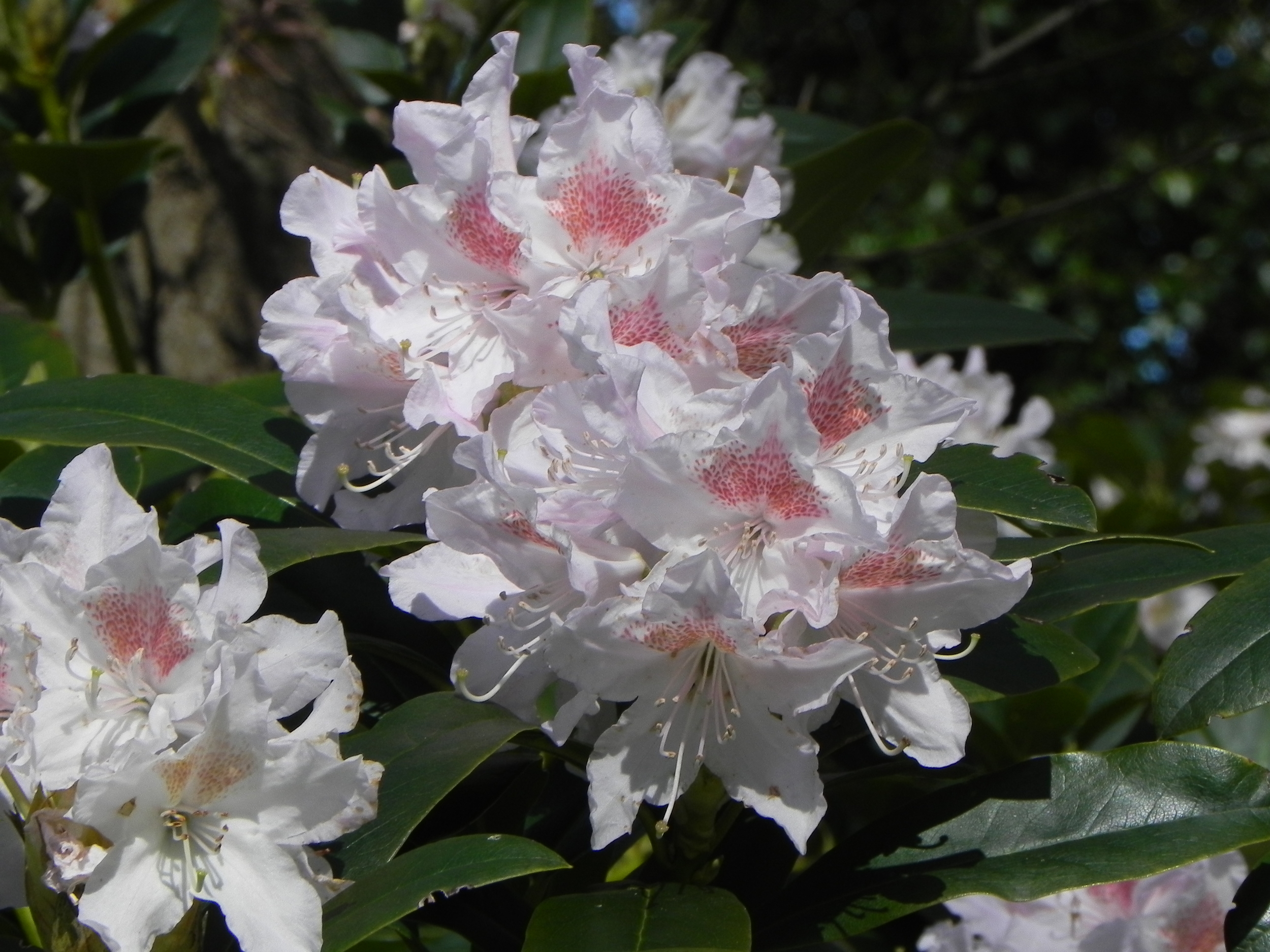 Rhododendron white.JPG