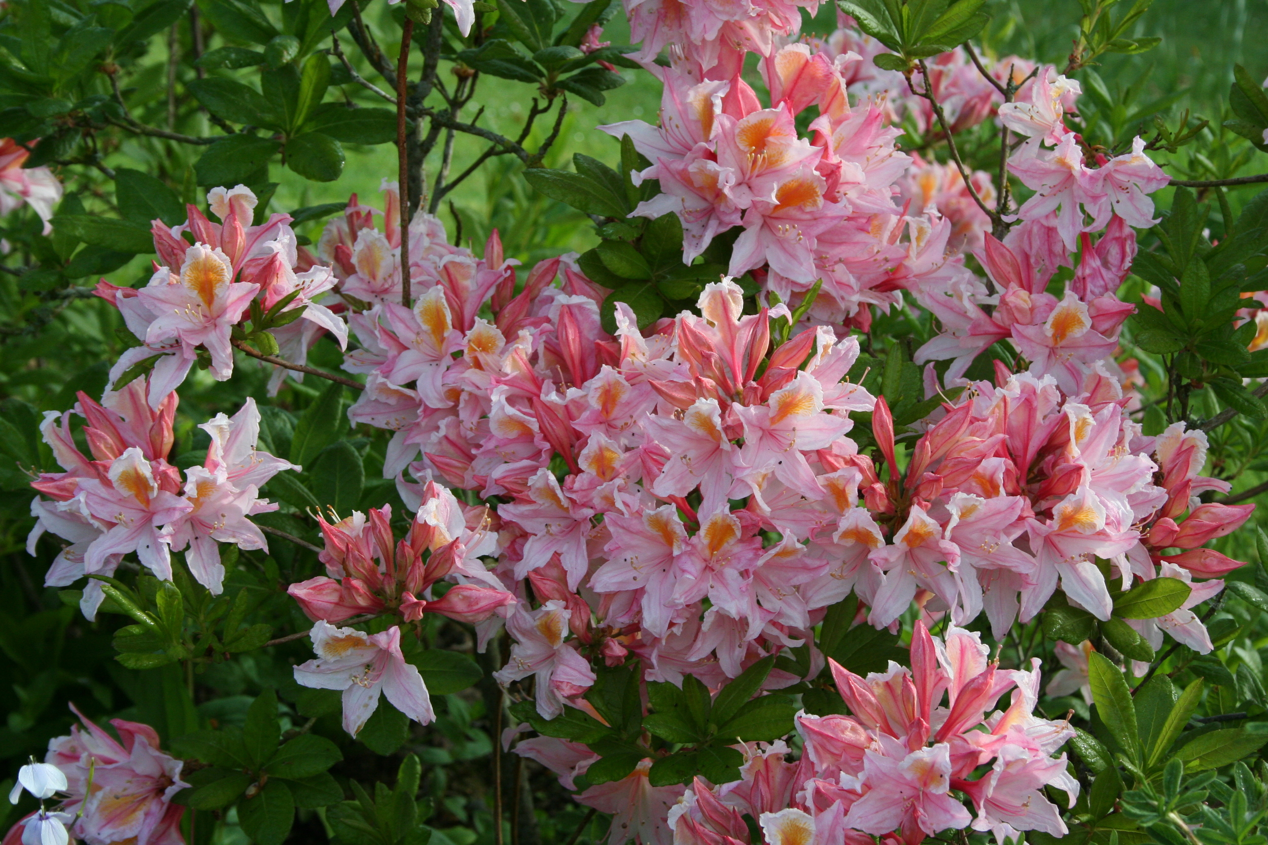 rhododendron 'Irene Koster'.JPG