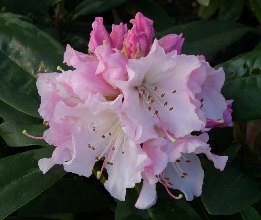 Delicious pink tinted flowers as they first open. On frosty nights protect with frost fleece when the buds have opened.