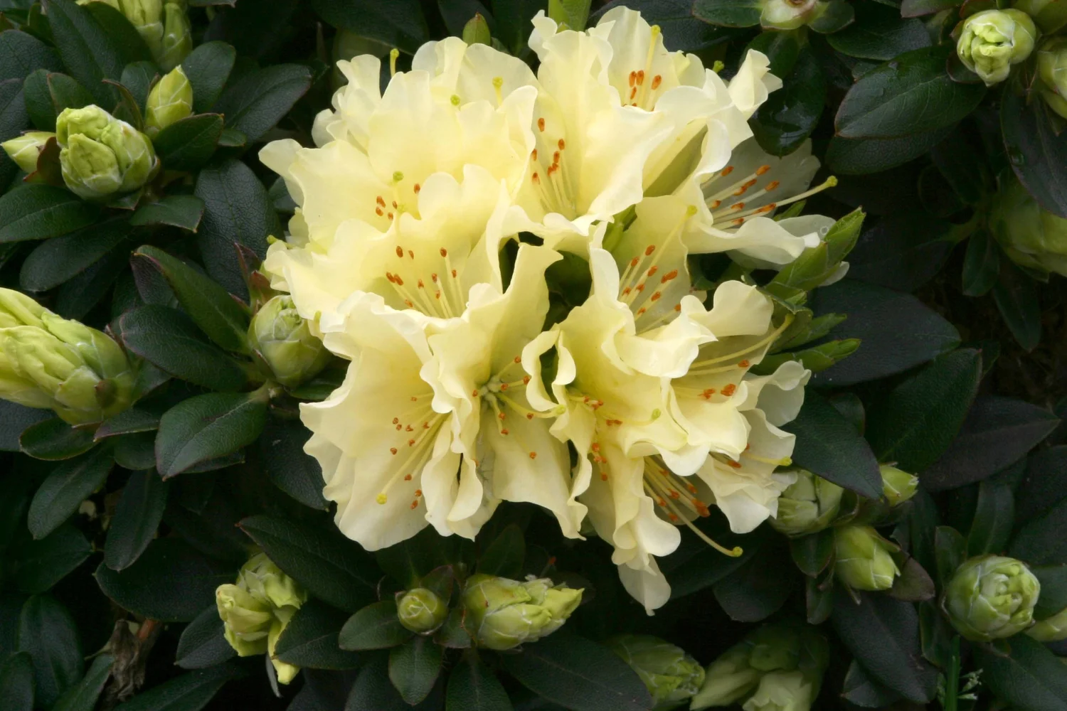 Rhododendron Patty Bee  Osberton Nurseries