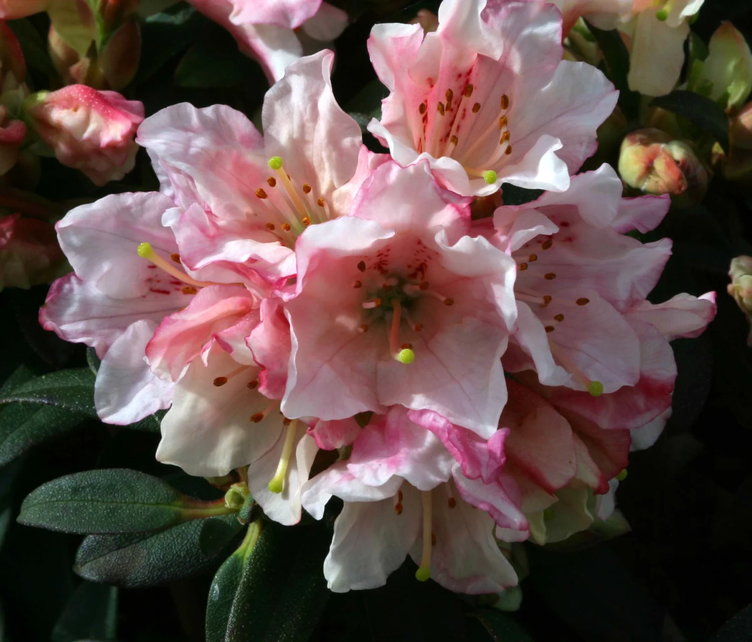 Rhododendron Wee Bee  Osberton Nurseries