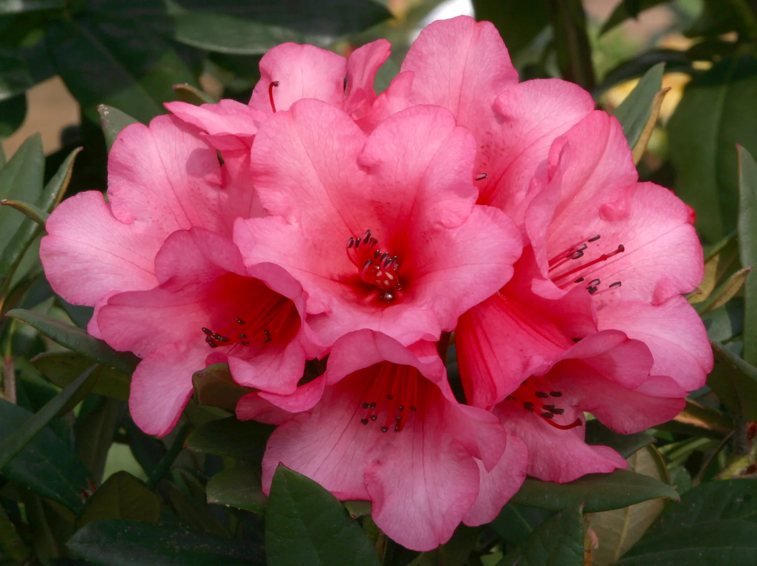 Rhododendron Winsome  Osberton Nurseries
