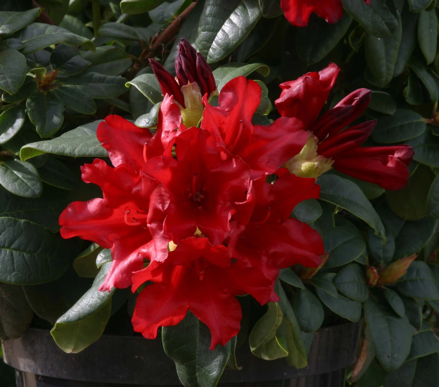 Rhododendron Elizabeth Hobbie  Osberton Nurseries
