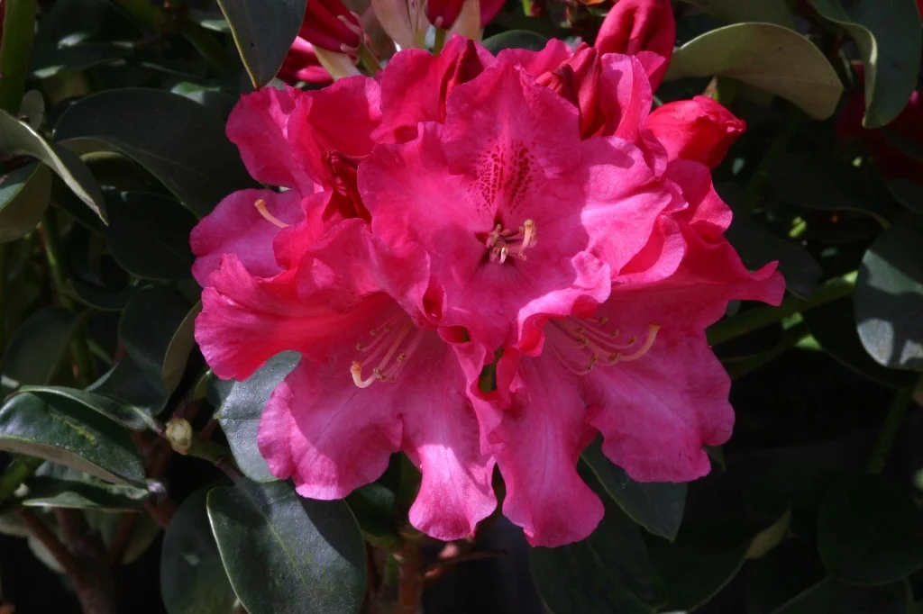 garten6.jpg