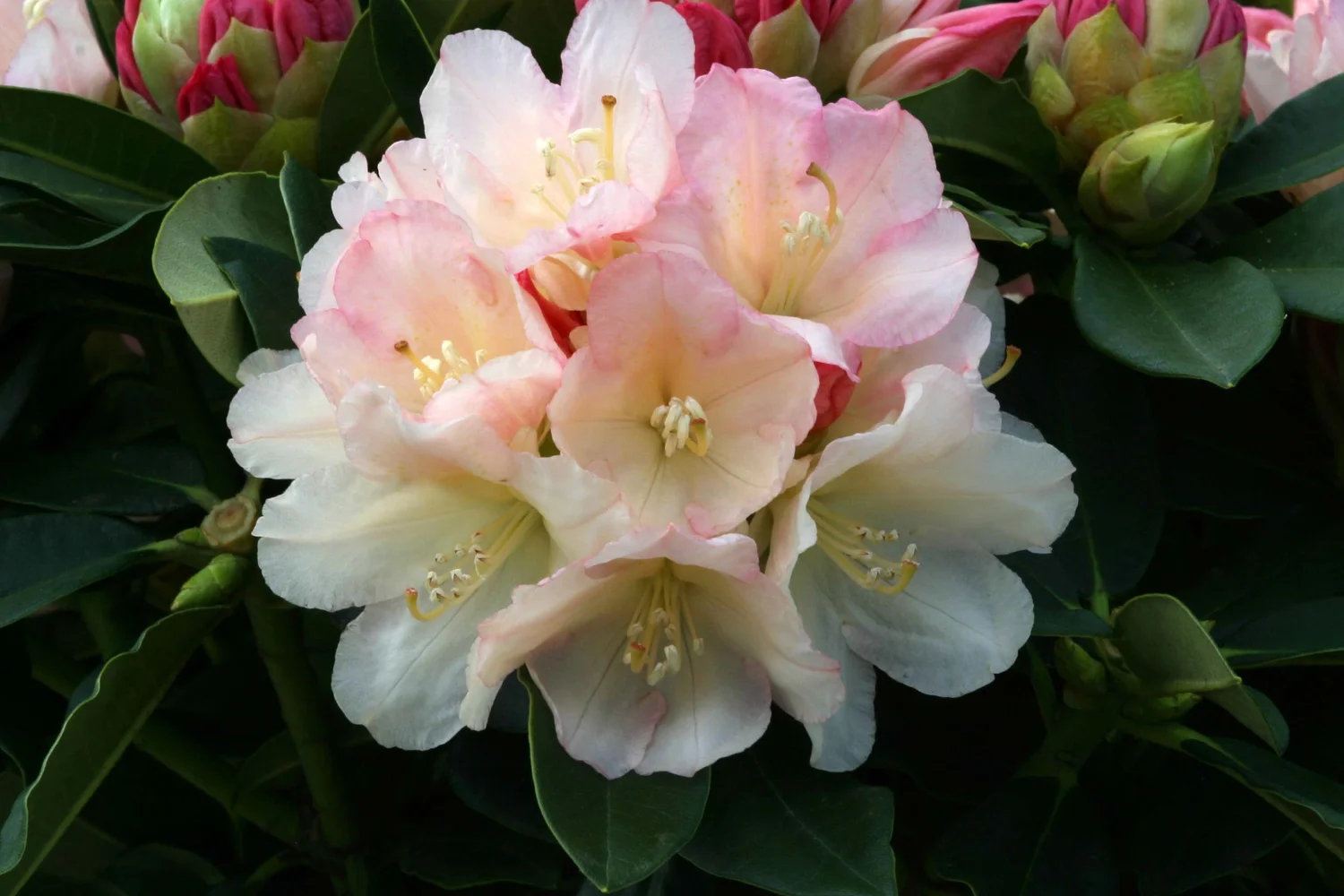 Rhododendron Golden Torch  Osberton Nurseries