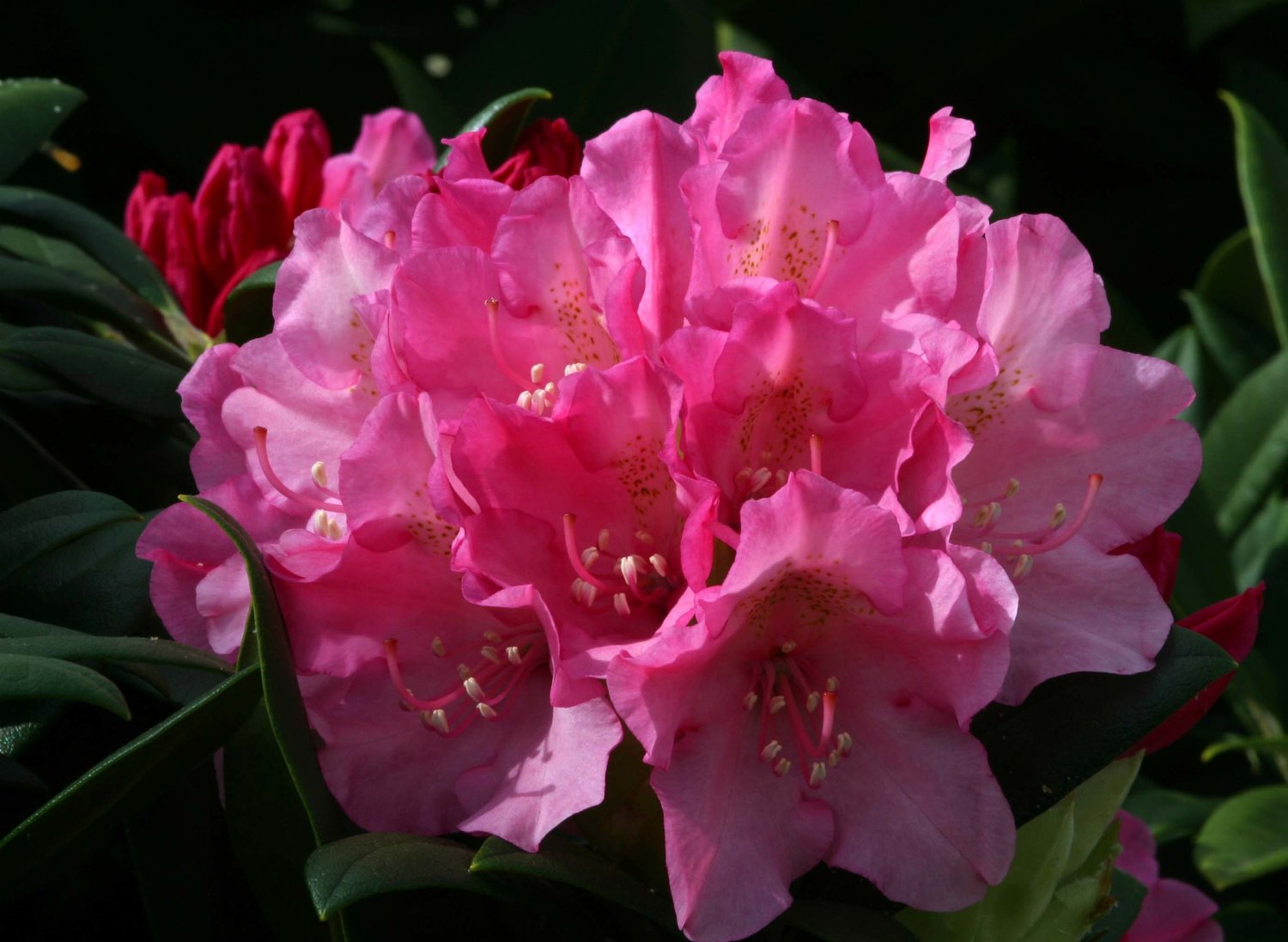 Rhododendron Kalinka  Osberton Nurseries
