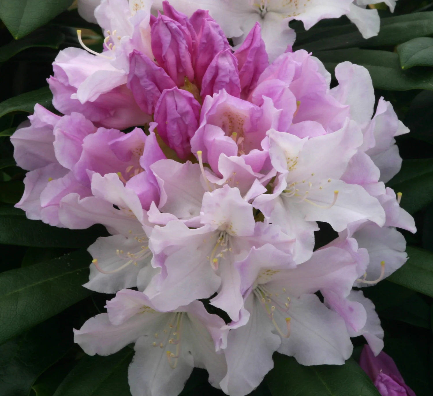 Rhododendron Hoppy  Osberton Nurseries