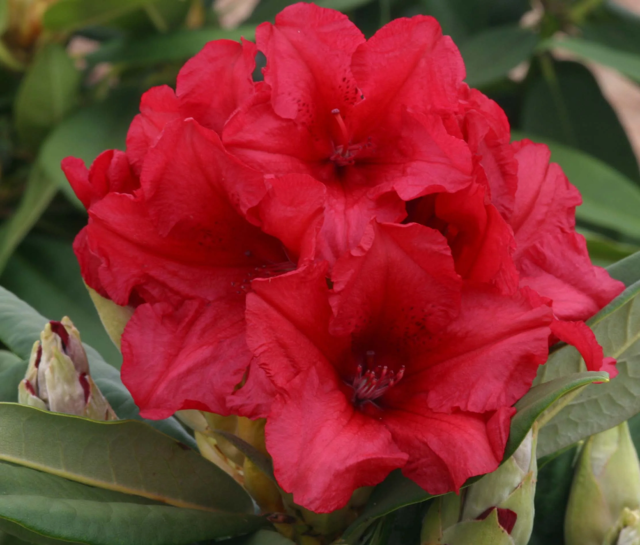 Rhododendron Dopey1.JPG