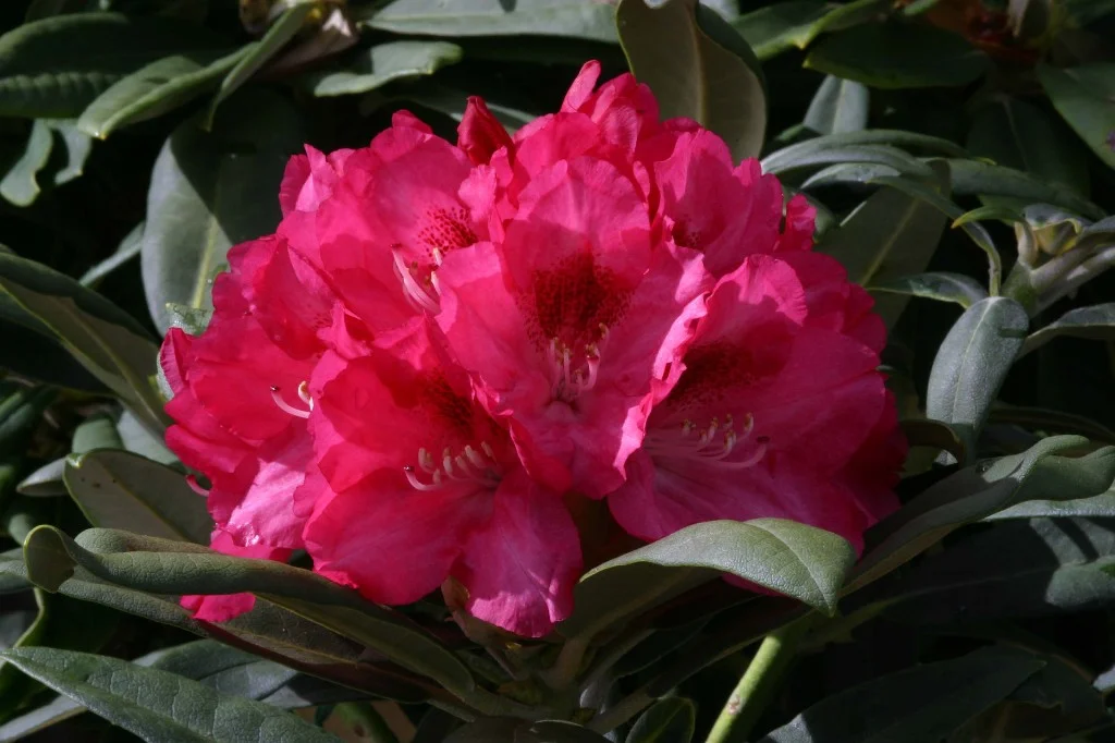 rhododendron wie oft düngen Rhododendron Dünger von Flora Boost main image 1