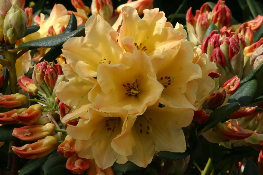 Rhododendron Nancy Evans  Osberton Nurseries