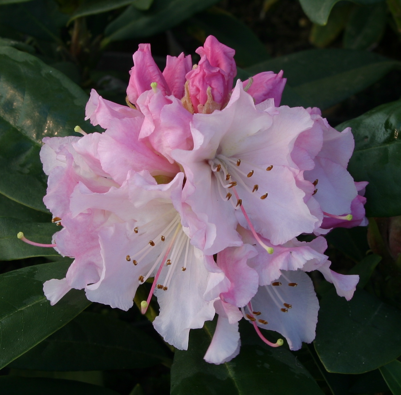 Rhododendron ChristmasCheer.jpg