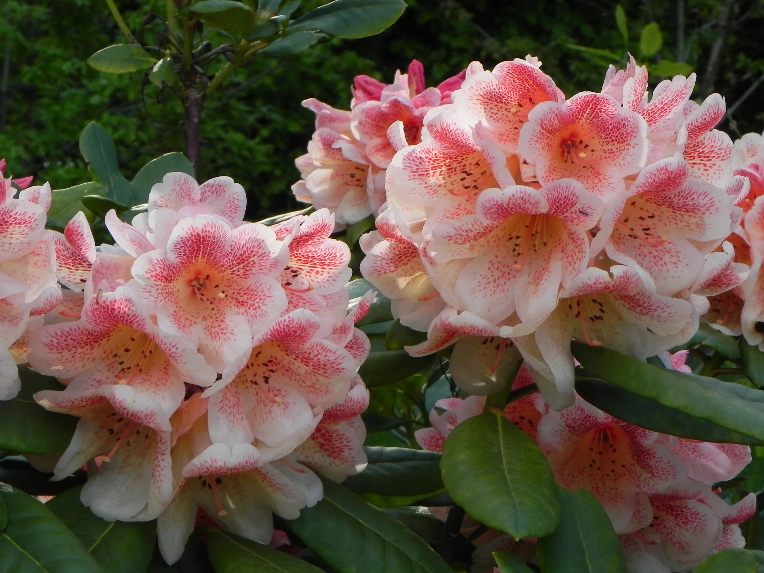 Rhododendron 'Firelight' .JPG