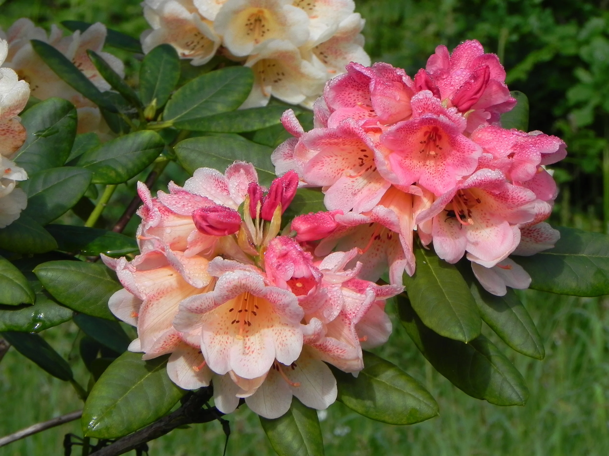 Rhododendron 'Firelight' 2.JPG