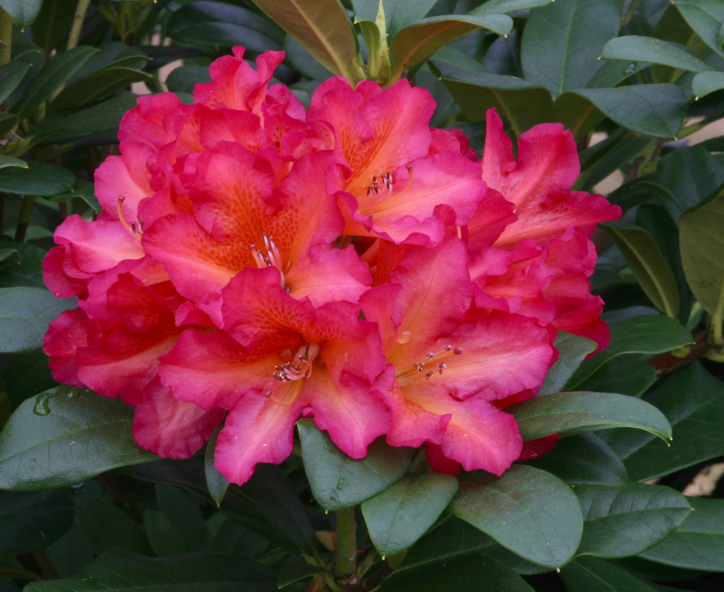 Rhododendron goldengate2.jpg.JPG