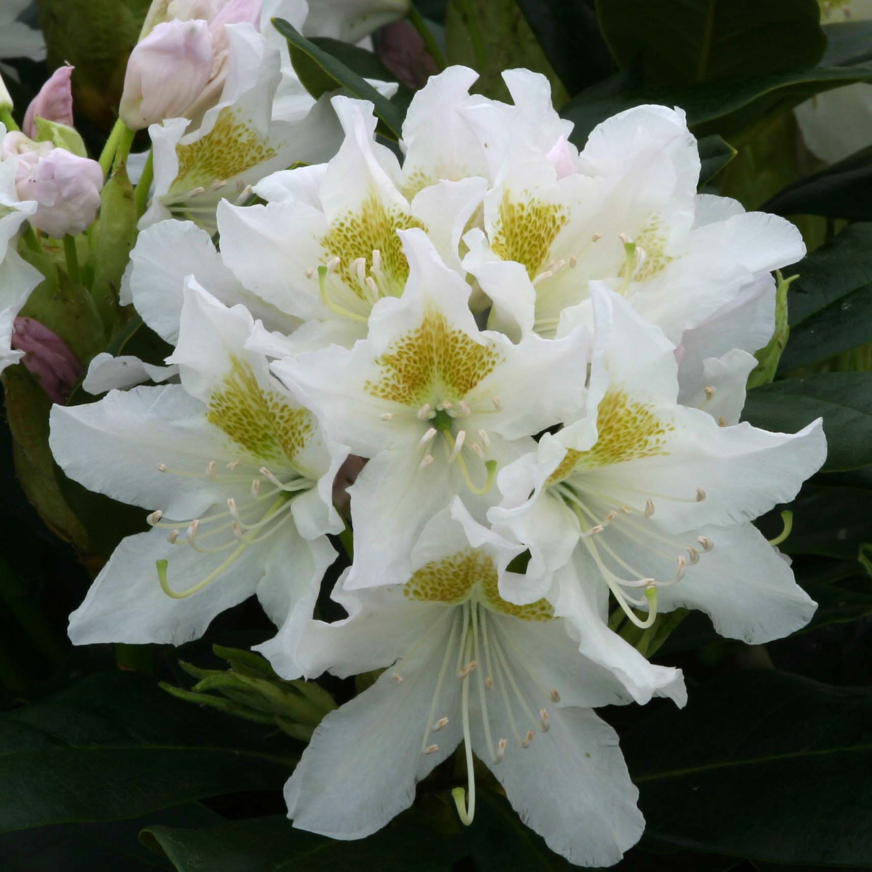 Rhododendron Cunningham's White