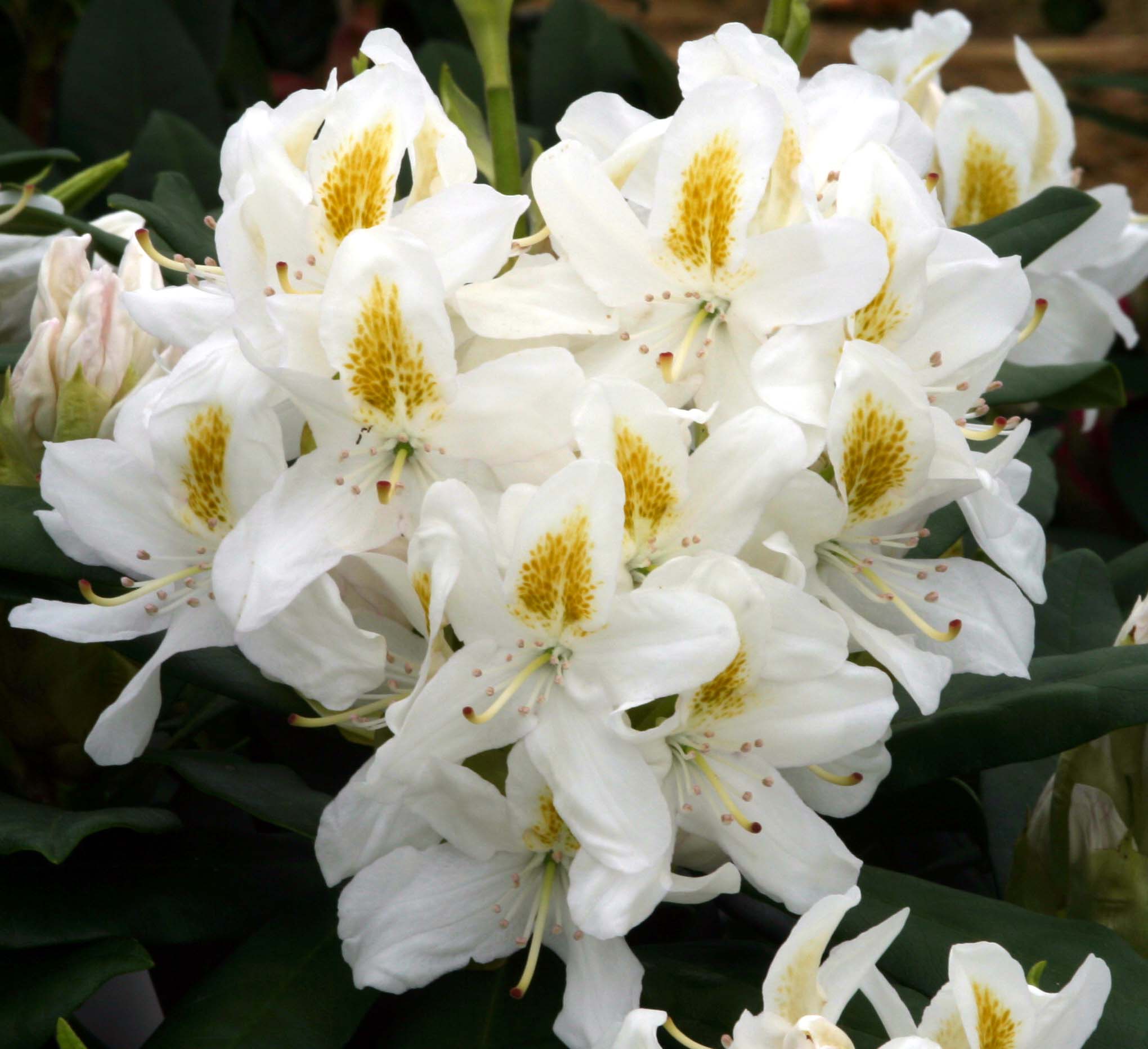 Rhododendron Madame Masson