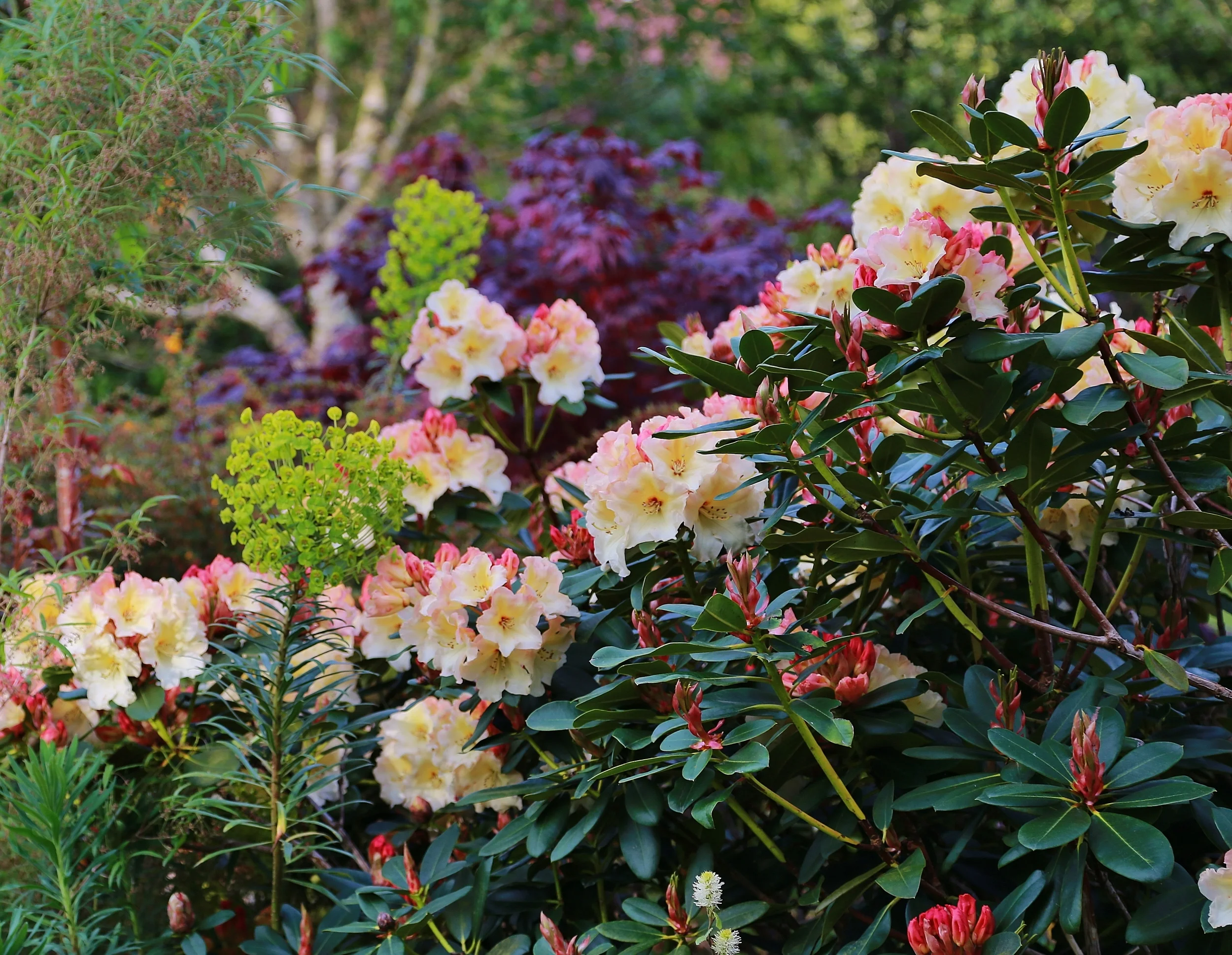 Rhododendron 'Horizon Monarch'.JPG