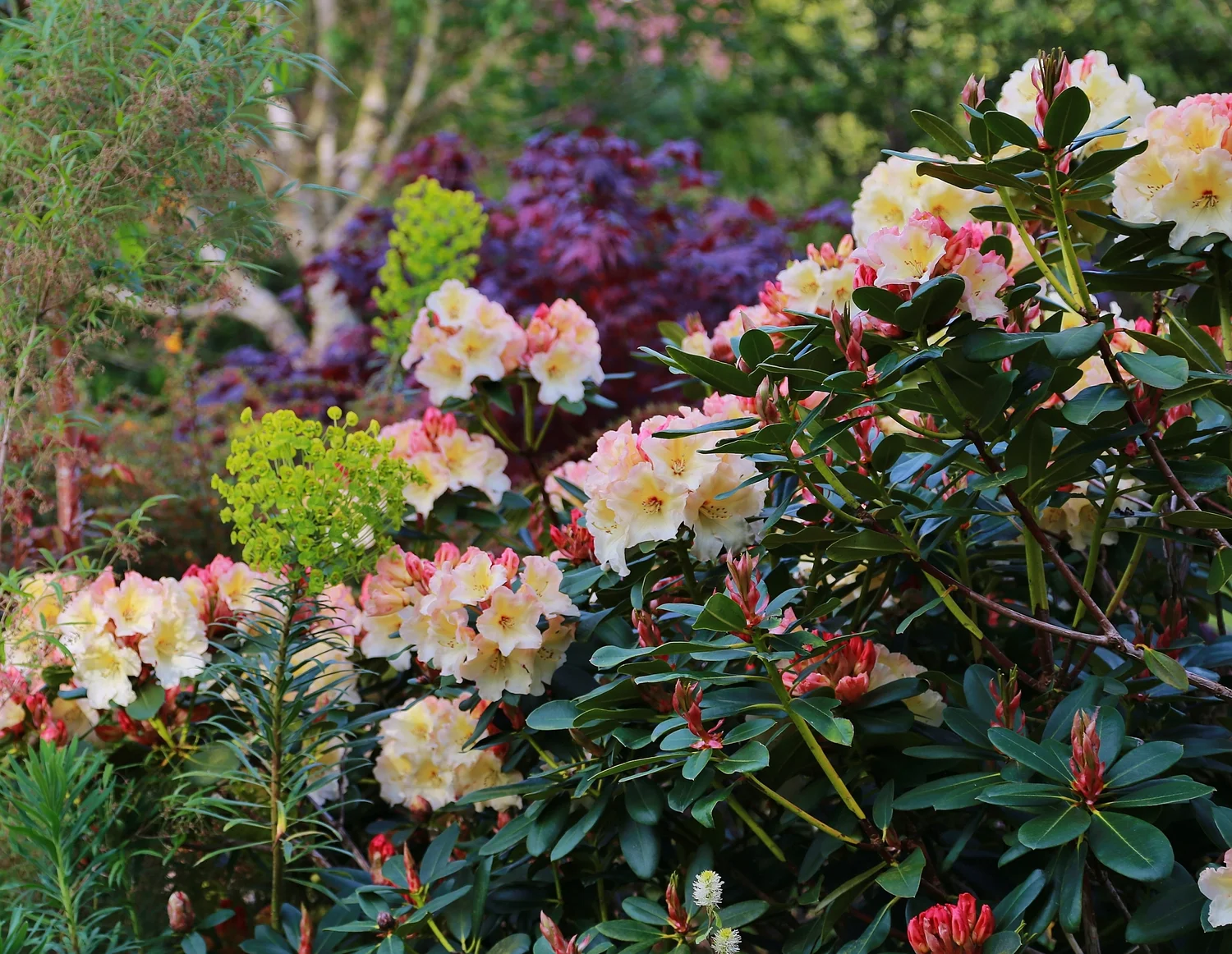 rhododendron nugget magenta Nugget by Bloombux kaufen main image 0