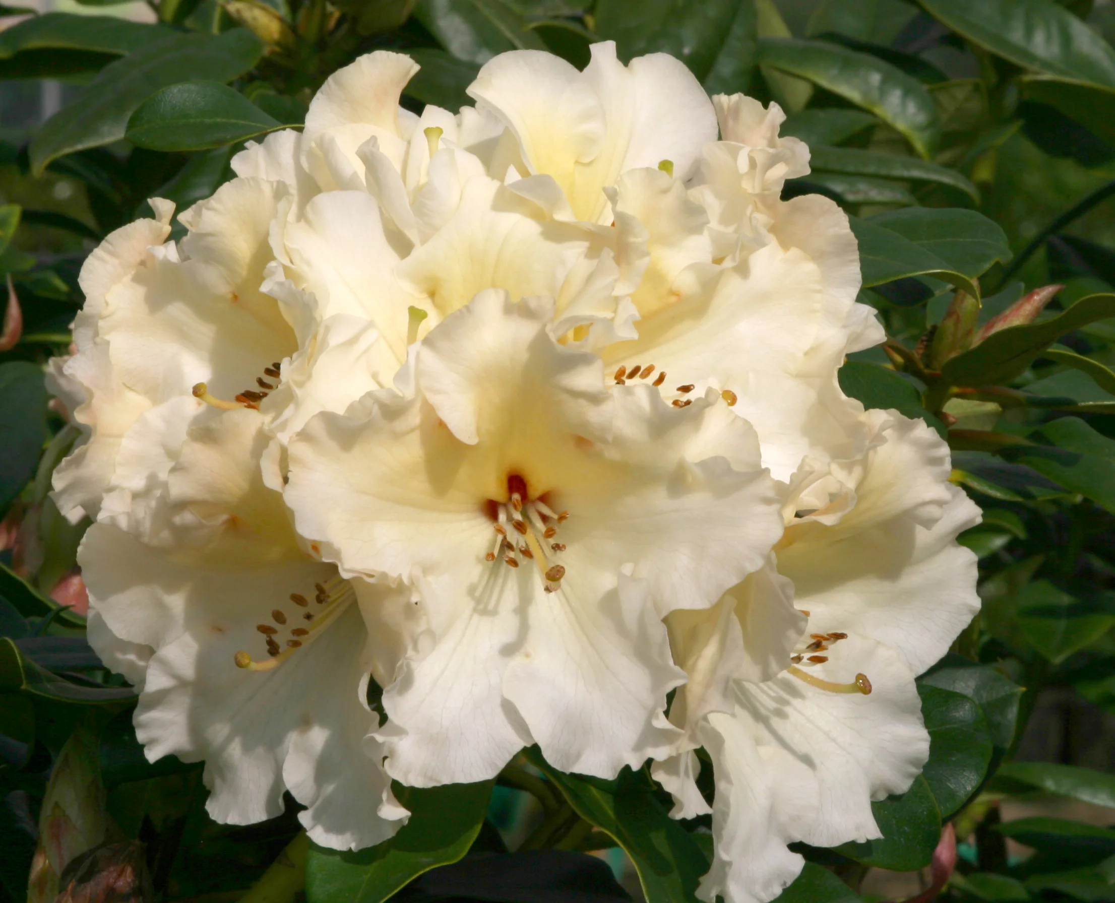 Rhododendron horizonmonarch1.jpg.JPG