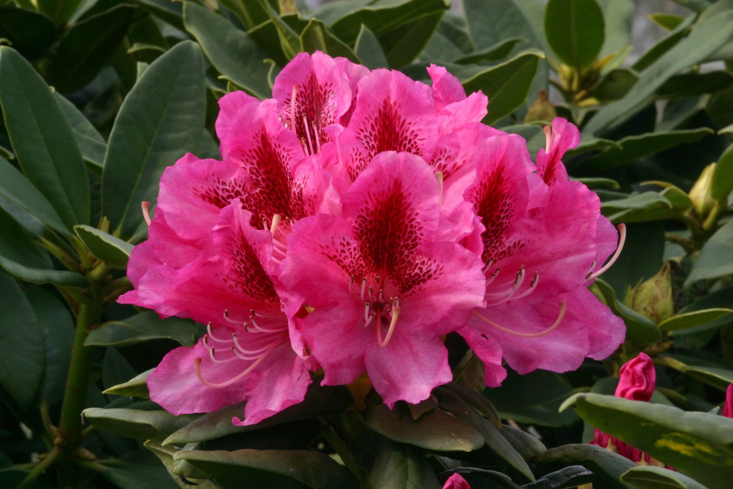 rhododendron langzeitdünger Rhododendron Dünger flüssig 5 L