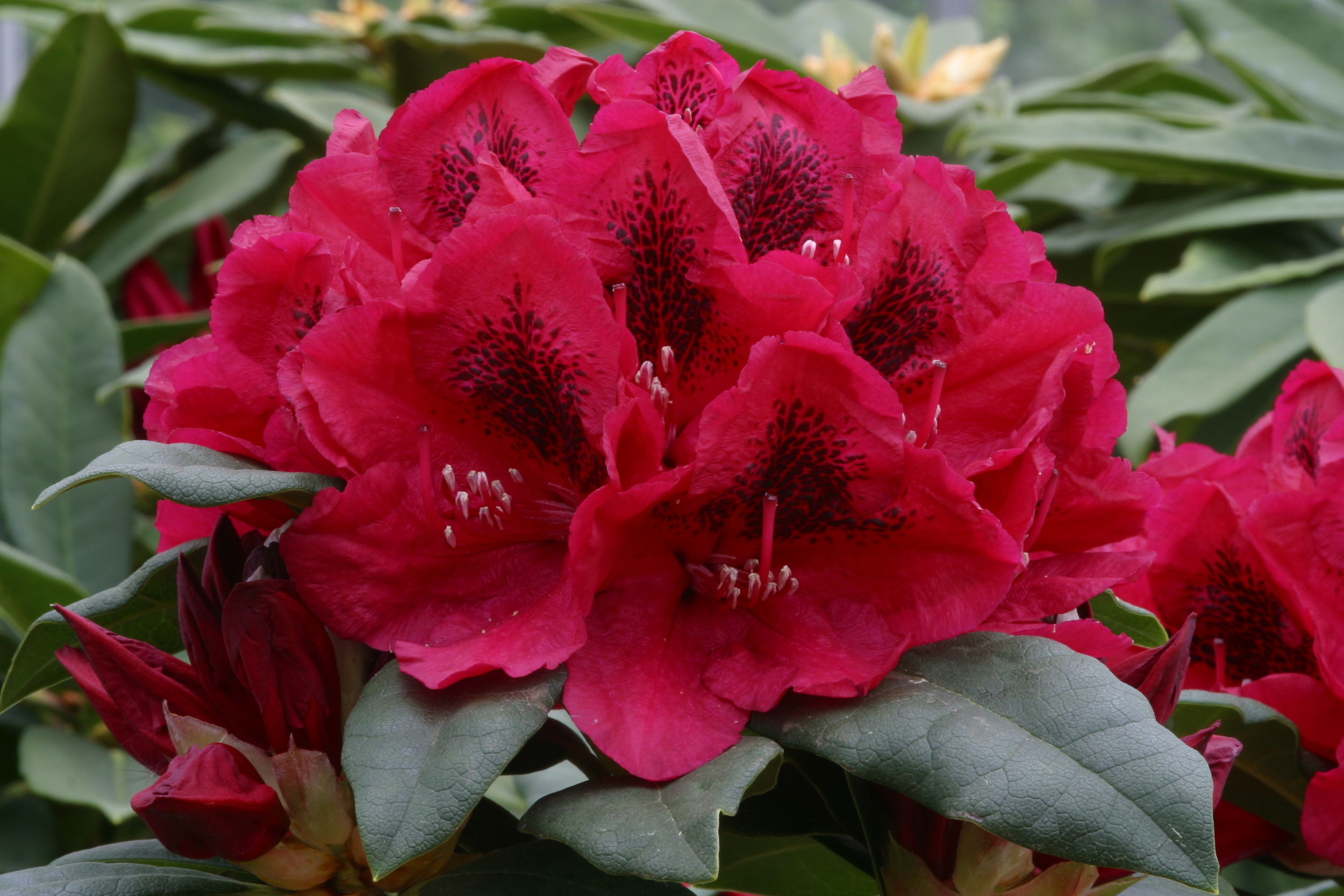 Rhododendron lordroberts5.jpg