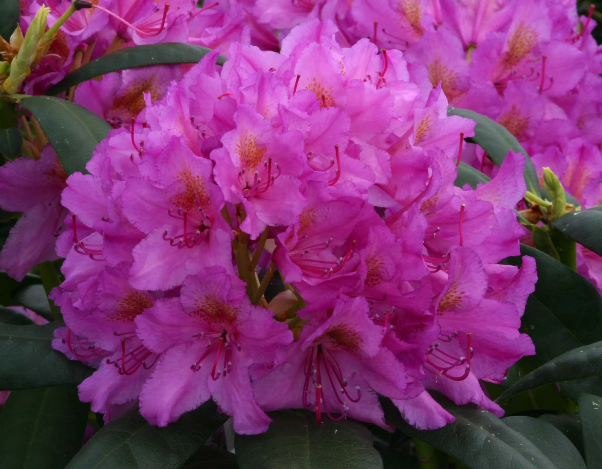 Rhododendron Delta3.JPG