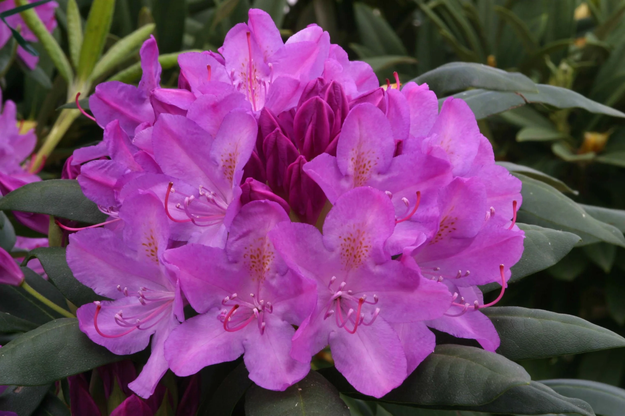 roseumelegans1.jpg