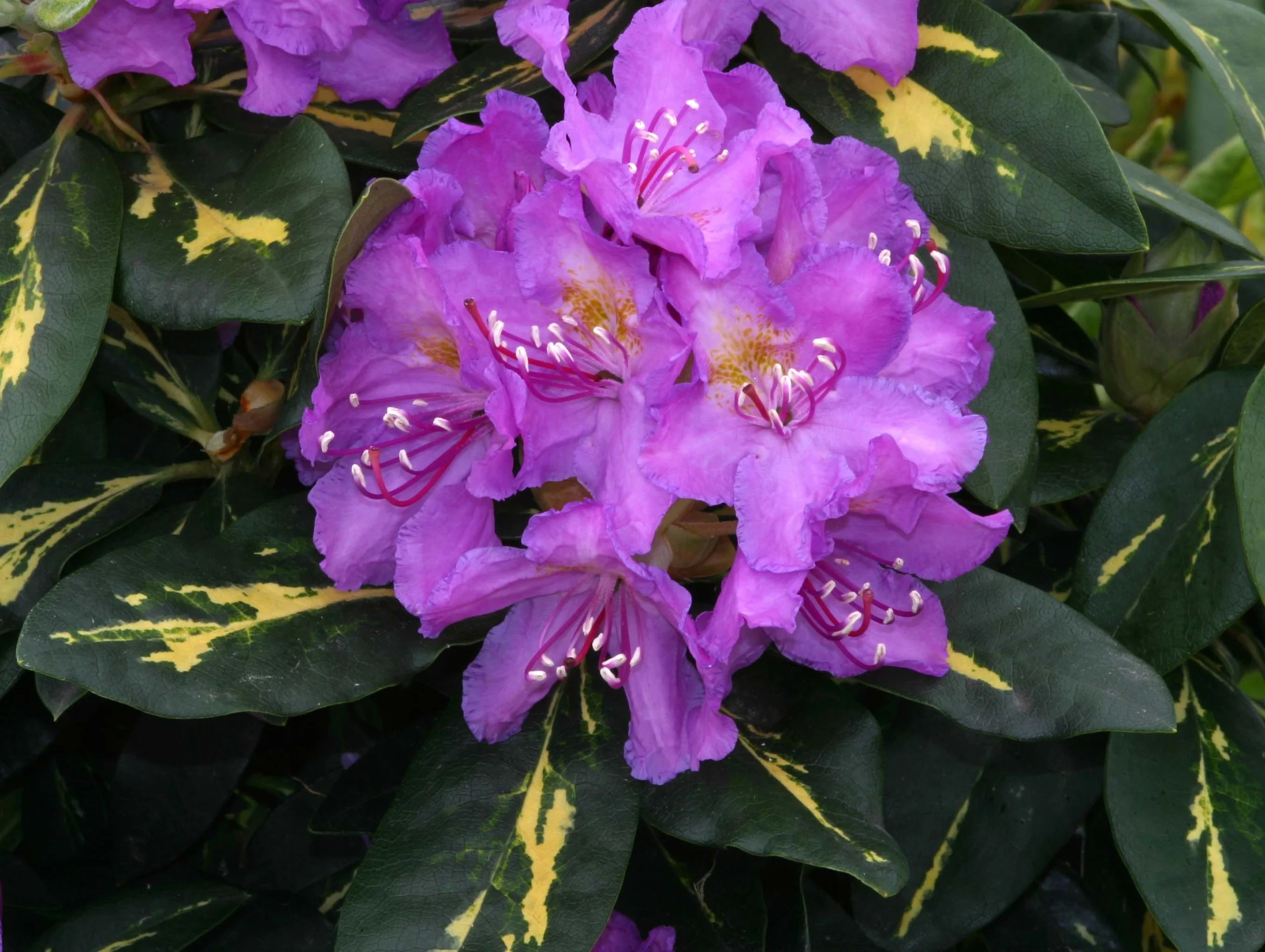 Rhododendron goldflimmer3.JPG