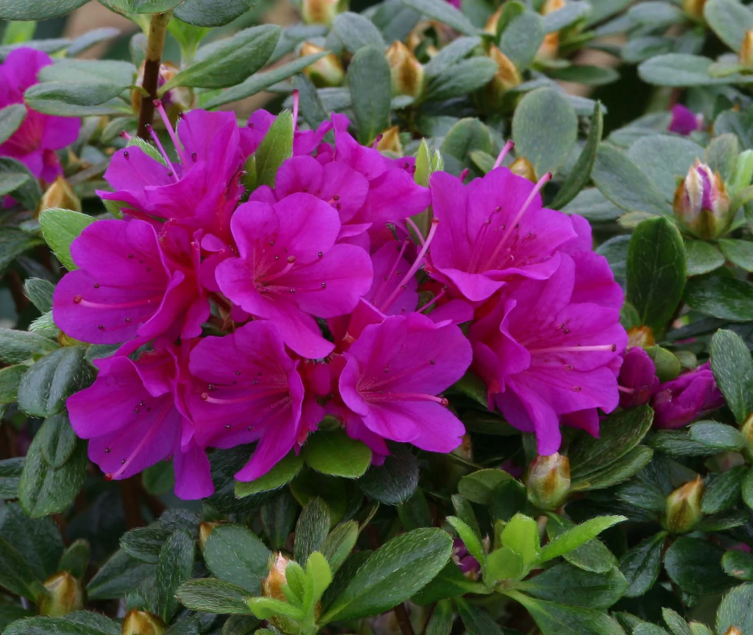 Azalea Geisha Purple  Osberton Nurseries