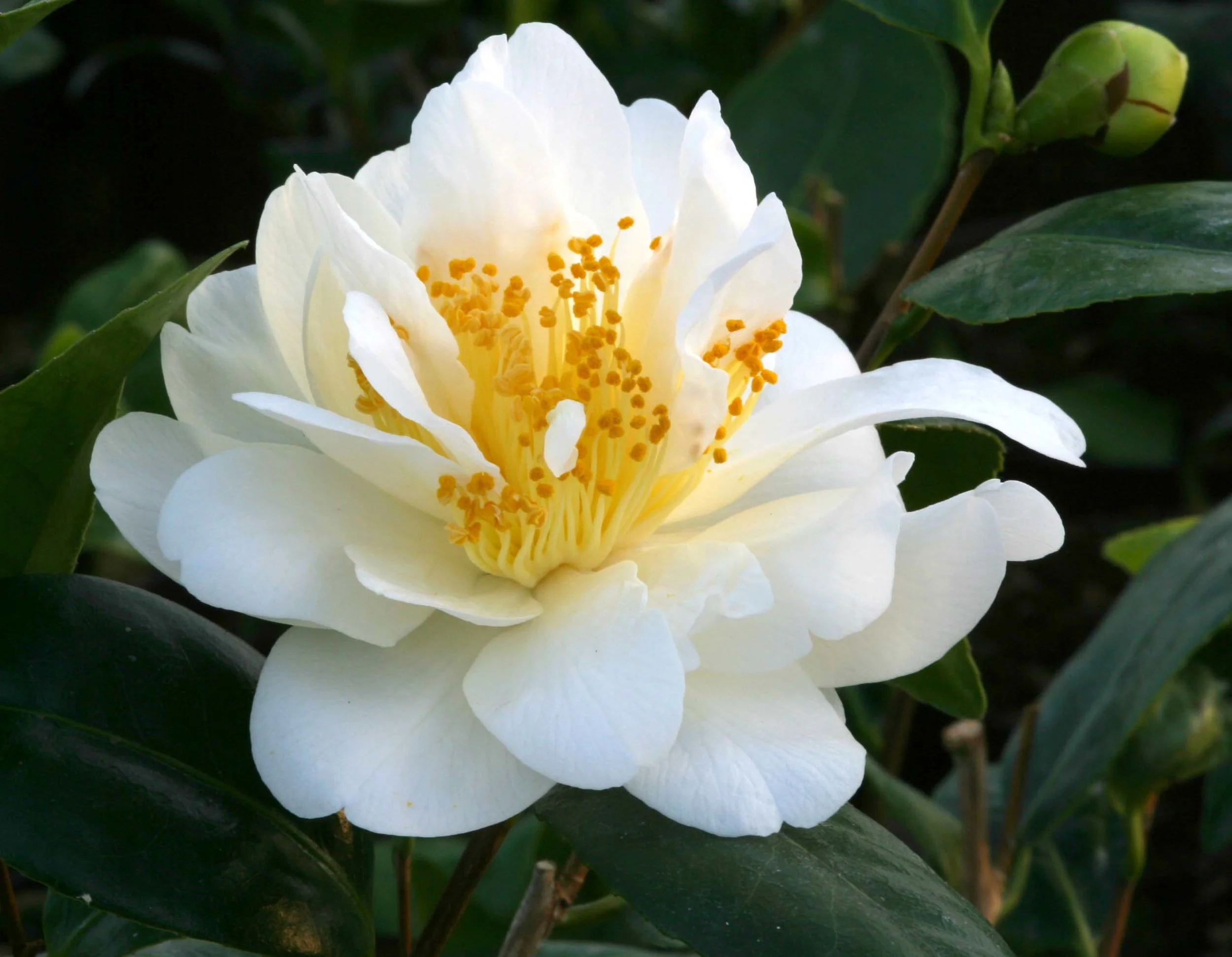 Camellia Silver Anniversary