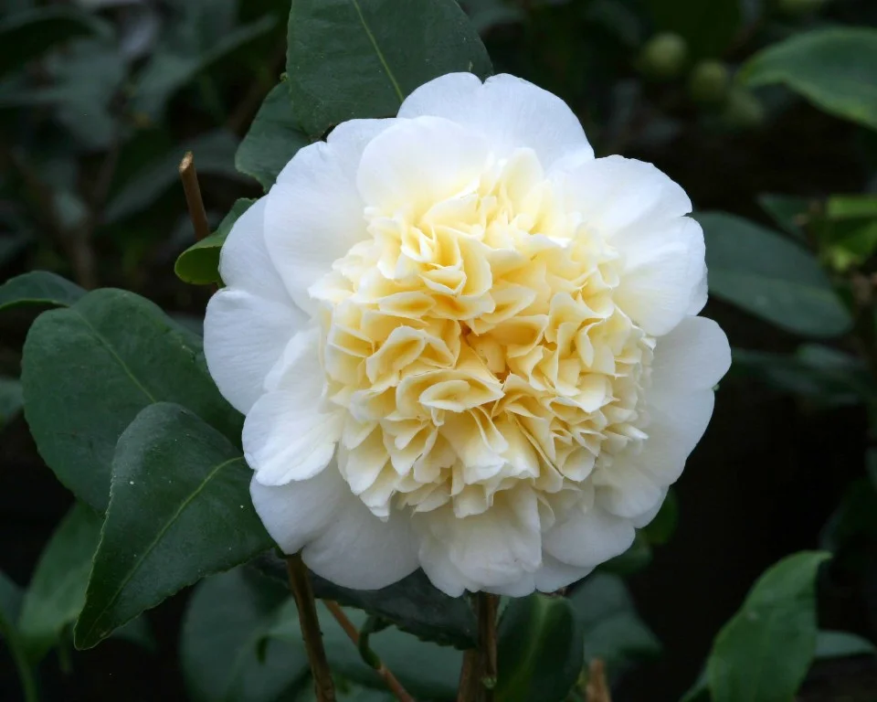 brushfields yellow 1.JPG