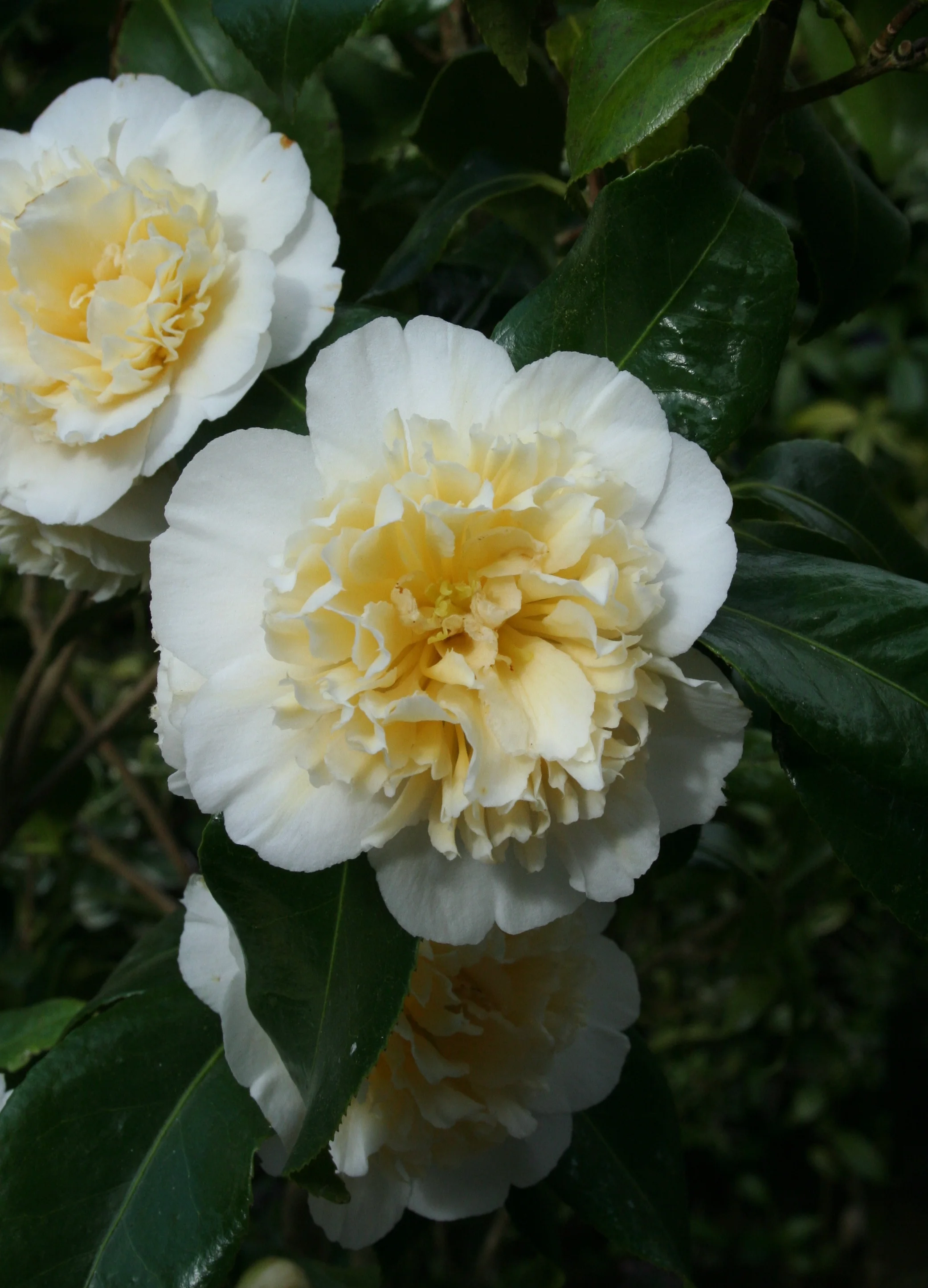 Camellia 'Jury's Yellow'.JPG