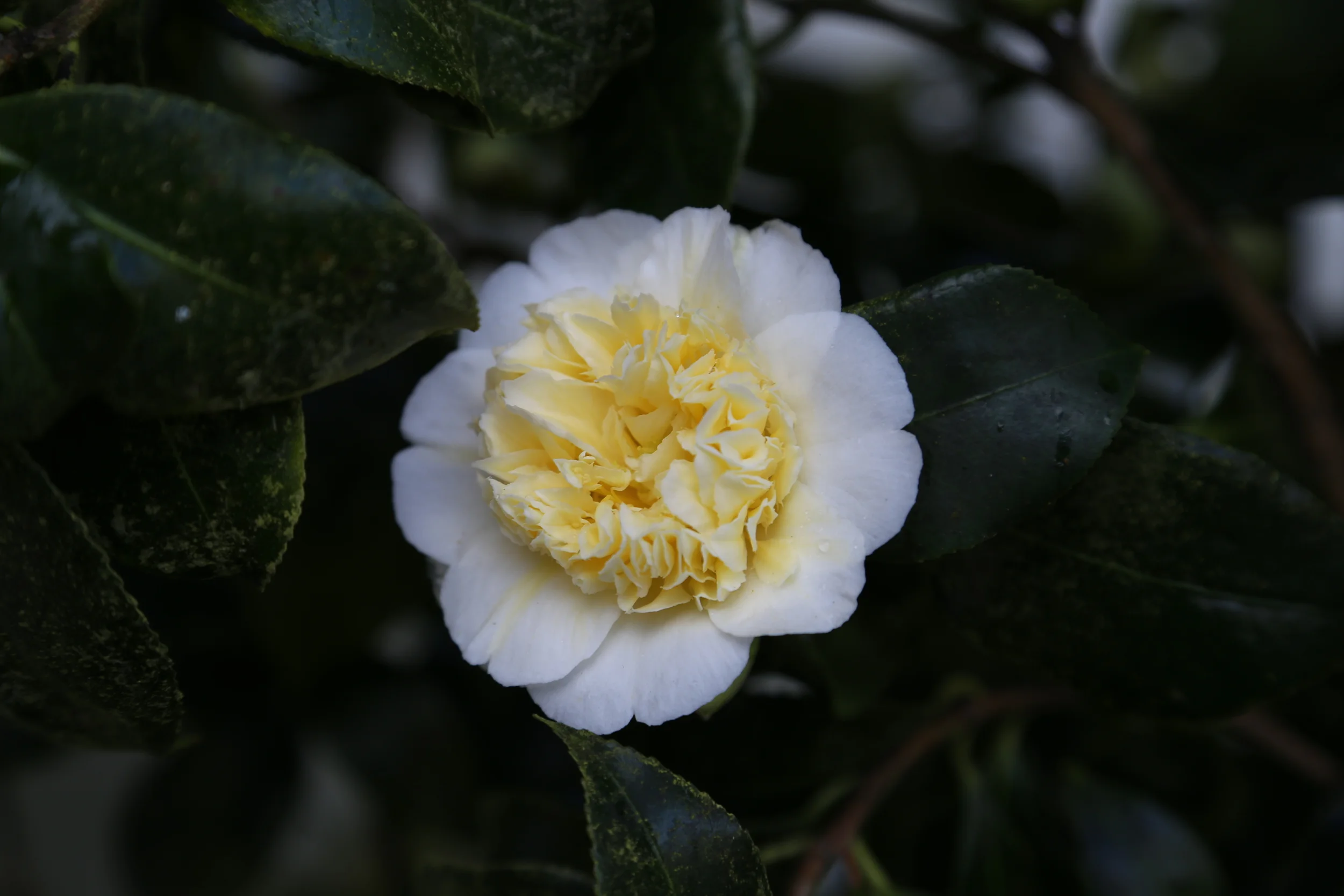 Camellia Jury's Yellow