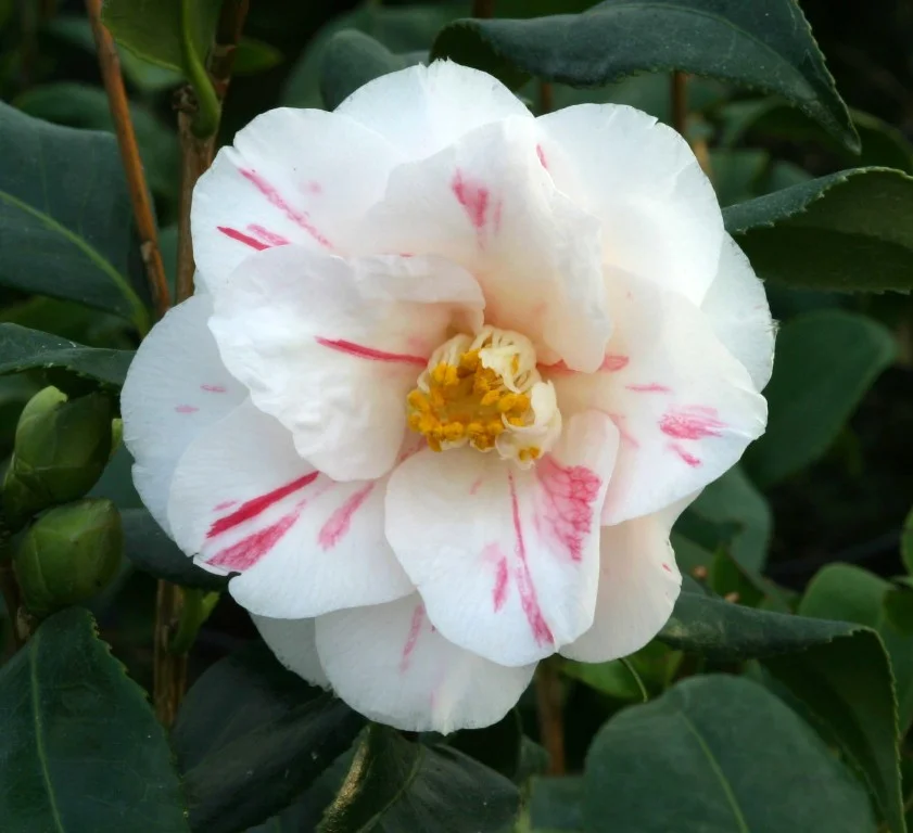 Camellia Lady Vansittart
