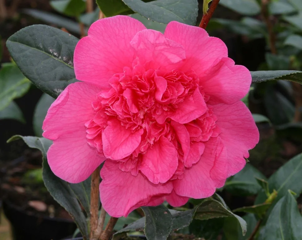Camellia Anticipation