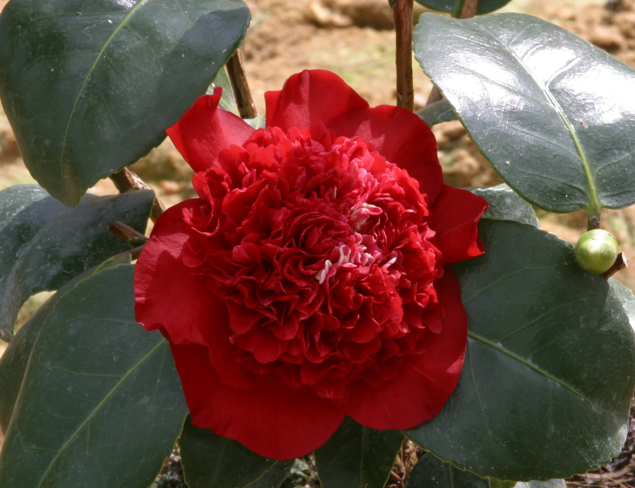 Camellia Ruby Wedding