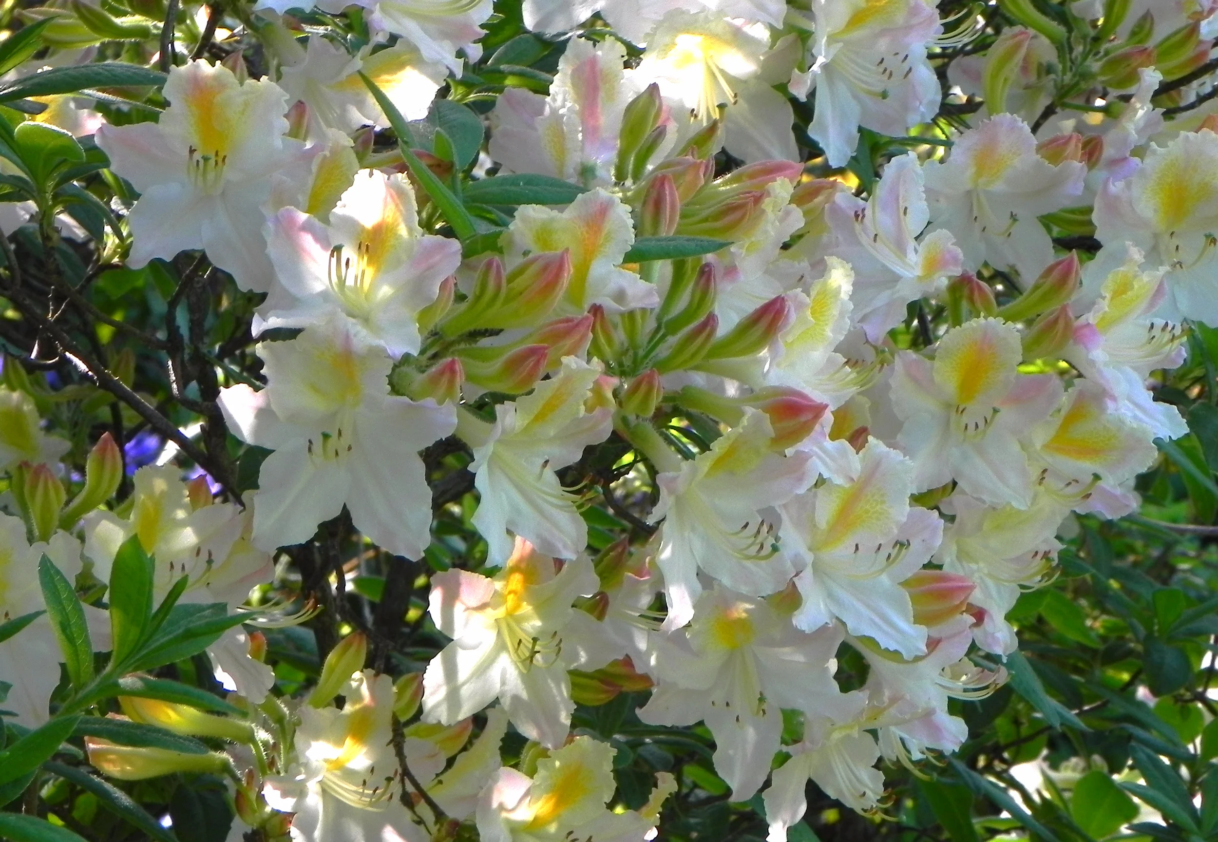 Rhododendron 'Daviesii 2b .JPG
