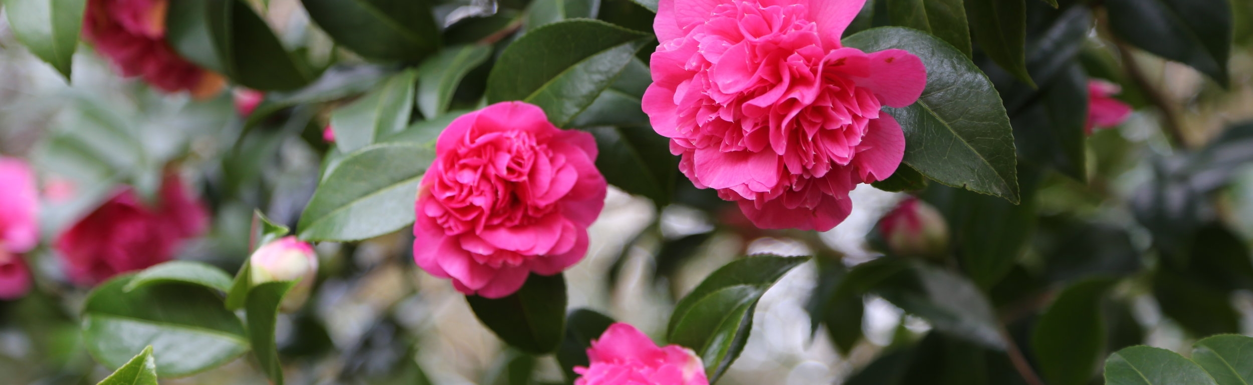 Opulent camellia .JPG